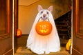 Halloween ghost dog trick or treat Royalty Free Stock Photo