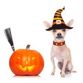 Halloween ghost dog trick or treat Royalty Free Stock Photo