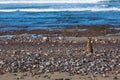 A dog sitting on the beach and looking at the sea