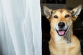 Dog sitting on bed behind balcony door