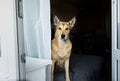 Dog sitting on bed behind balcony door