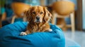 A dog sitting in a blue bean bag on the floor, AI Royalty Free Stock Photo