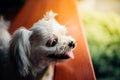 Dog sitting in cafe looking at something Royalty Free Stock Photo