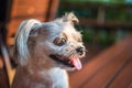 Dog sitting in cafe looking at something Royalty Free Stock Photo