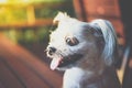 Dog sitting in cafe looking at something Royalty Free Stock Photo