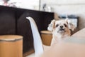 Dog sitting in cafe looking at something Royalty Free Stock Photo