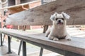 Dog sitting in cafe looking at something Royalty Free Stock Photo