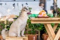 Dog sitting in cafe waiting to eat a ice snowflake Royalty Free Stock Photo