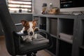 The dog is sitting on a chair at the computer. Clever Jack Russell Terrier Royalty Free Stock Photo