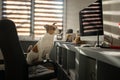 The dog is sitting on a chair at the computer. Clever Jack Russell Terrier Royalty Free Stock Photo
