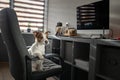 The dog is sitting on a chair at the computer. Clever Jack Russell Terrier Royalty Free Stock Photo