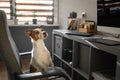 The dog is sitting on a chair at the computer. Clever Jack Russell Terrier Royalty Free Stock Photo