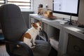 Dog is sitting at a computer chair. Pet at the office. Jack Russell Terrier at the desk Royalty Free Stock Photo