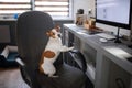 Dog is sitting at a computer chair. Pet at the office. Jack Russell Terrier at the desk Royalty Free Stock Photo