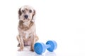 Dog sitting and concentrating for exercise Royalty Free Stock Photo