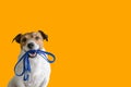 Dog sitting concept with happy active dog holding pet leash in mouth ready to go for walk Royalty Free Stock Photo