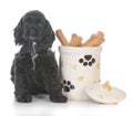 dog sitting beside cookie jar Royalty Free Stock Photo