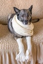 The dog is sitting on the couch. Light gloves on front legs. A light scarf is tied around the neck Royalty Free Stock Photo