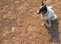 Dog sitting in the dirt by hoof prints Royalty Free Stock Photo