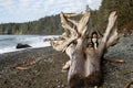 Dog sitting driftwood log on beach Royalty Free Stock Photo