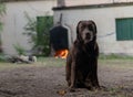 Dog sitting with fire and house in background Royalty Free Stock Photo