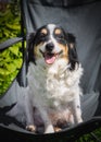 Dog sitting on a folding chair in the garden Royalty Free Stock Photo