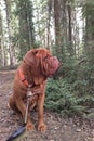Dog sitting in the forest