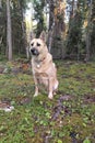 Dog sitting in the forest