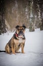 The dog is sitting in the forest in the snow Royalty Free Stock Photo