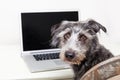 Dog sitting in front of a laptop computer Royalty Free Stock Photo