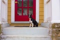 Dog sitting on front porch Royalty Free Stock Photo