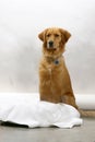 Dog is sitting frontal and looking at camera, on white background, golden retriever frontal isolated white background, Royalty Free Stock Photo