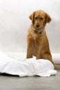 Dog is sitting frontal and looking at floor, on white background, golden retriever frontal isolated white background, Royalty Free Stock Photo