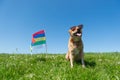 Dog sitting in grass on Dutch island Royalty Free Stock Photo