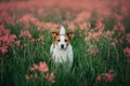 Dog sitting on the grass in the field