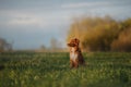 Dog sitting on the grass in the field