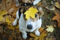 Dog sitting on the grass with maple leaf on his head Royalty Free Stock Photo