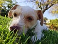 Dog sitting on grass