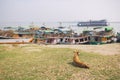 Dog sitting on a grass with the tourist boat docking in the Irrawaddy river in the background Royalty Free Stock Photo