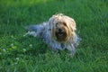 Yorkshire terrier sitting on the grass Royalty Free Stock Photo