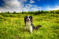 Dog is sitting in green grass and behind him is blue sky. He is in moss in Giant mountains