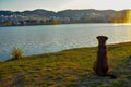 A dog sitting on the green grass enjoying the sunset