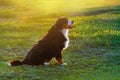 Dog sitting in green grass at sunset Royalty Free Stock Photo