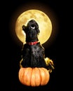 Dog sitting on the halloween pumpking