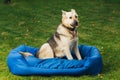 Dog sitting on his bed Royalty Free Stock Photo