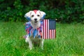 Dog sitting outside holding flag Royalty Free Stock Photo