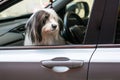 Dog sitting inside car looking out of the window Royalty Free Stock Photo