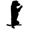 Dog sitting on its hind legs silhouette on a white background