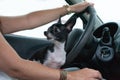 Dog sitting on the legs of the owner while she drive the car. Royalty Free Stock Photo