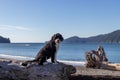 Dog sitting on a log on the beach Royalty Free Stock Photo